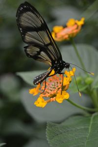 Close-up of butterfly on flower