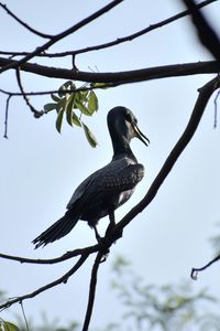 Low angle view of bird perching on tree against sky