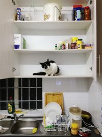 Cat on shelf in kitchen
