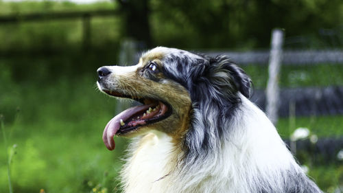 Close-up of dog looking away