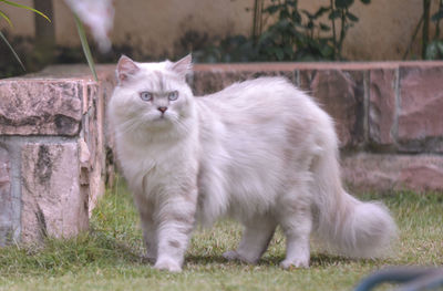 Portrait of cat on grass