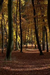 Trees in autumn