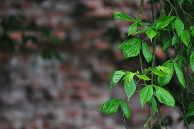 Close-up of ivy growing on wall