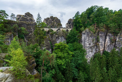 View of plants and trees against cloudy sky