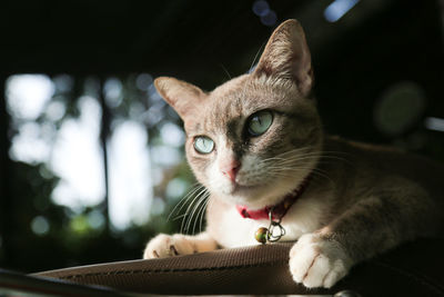 Close-up portrait of a cat