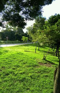 Trees growing on field