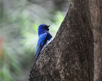 Close-up of bird perching on tree trunk