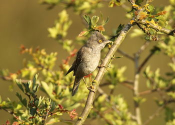 Bird perching on a tree