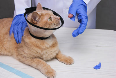 A red-haired cat in a protective collar on her neck bit off  piece of glove on  veterinarian's hand. 