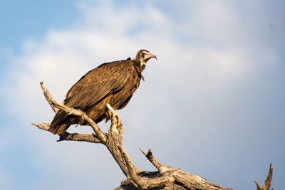 Vulture perching on a tree