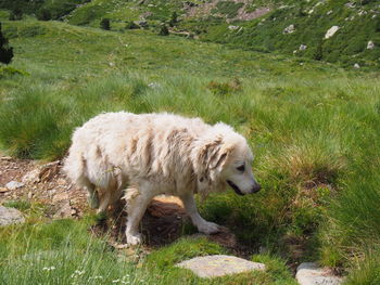 Dog on field