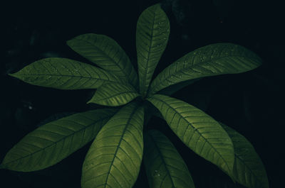 Close-up of leaves against black background