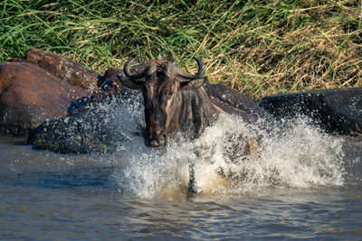 Blue wildebeest