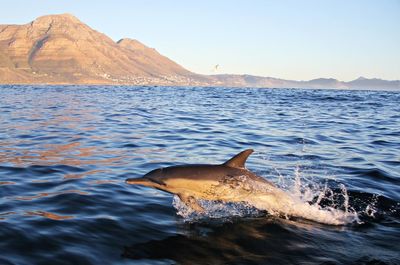 A common dolphin jumping from the surface of the water