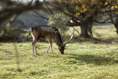 Deer grazing on field