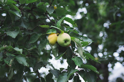 Close-up of fruits growing on tree