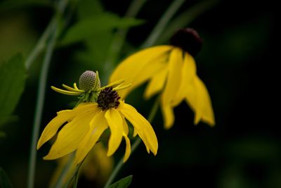 Close-up of yellow flower