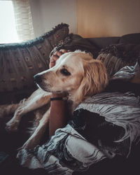 Dog resting on sofa at home