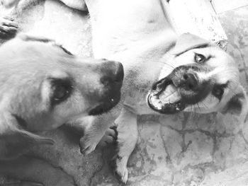 Close-up portrait of a dog