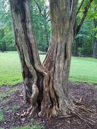 Trees in forest