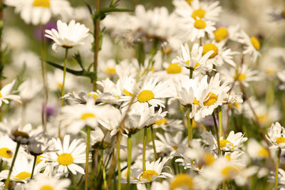 Close-up of white flowers growing on field