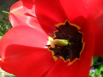 Close-up of red flower