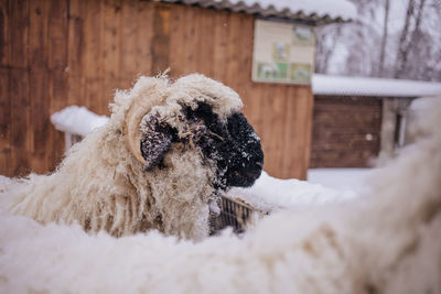 Sheep in snowy winter farm. animal farm life. cod snowy winter