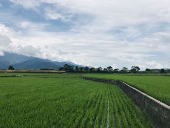 Scenic view of agricultural field against sky