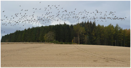 Flock of birds flying over land