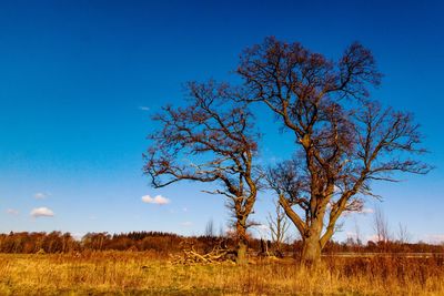 Bare tree on field against blue sky