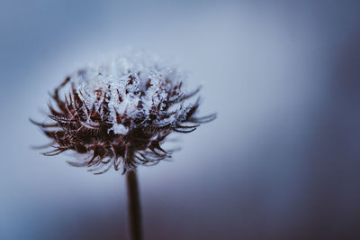 plant