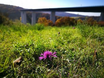 Close-up of flowers against built structure