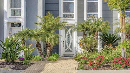 Plants growing outside building