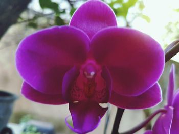 Close-up of pink orchid blooming outdoors