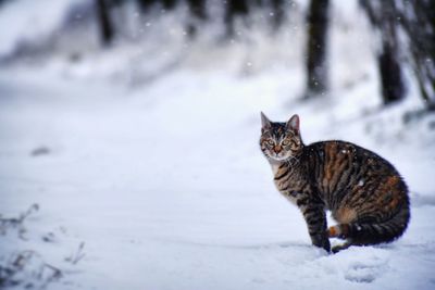 Cat looking away on snow covered land