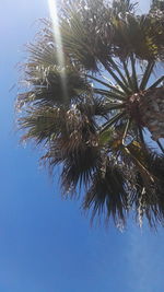 Close-up of tree against clear sky