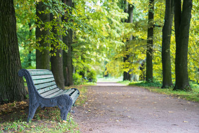 Old wooden painted bench in old park. summer or early autumn morning in forest with green trees