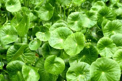 Full frame shot of wet plants