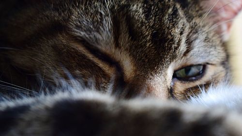 Close-up portrait of cat