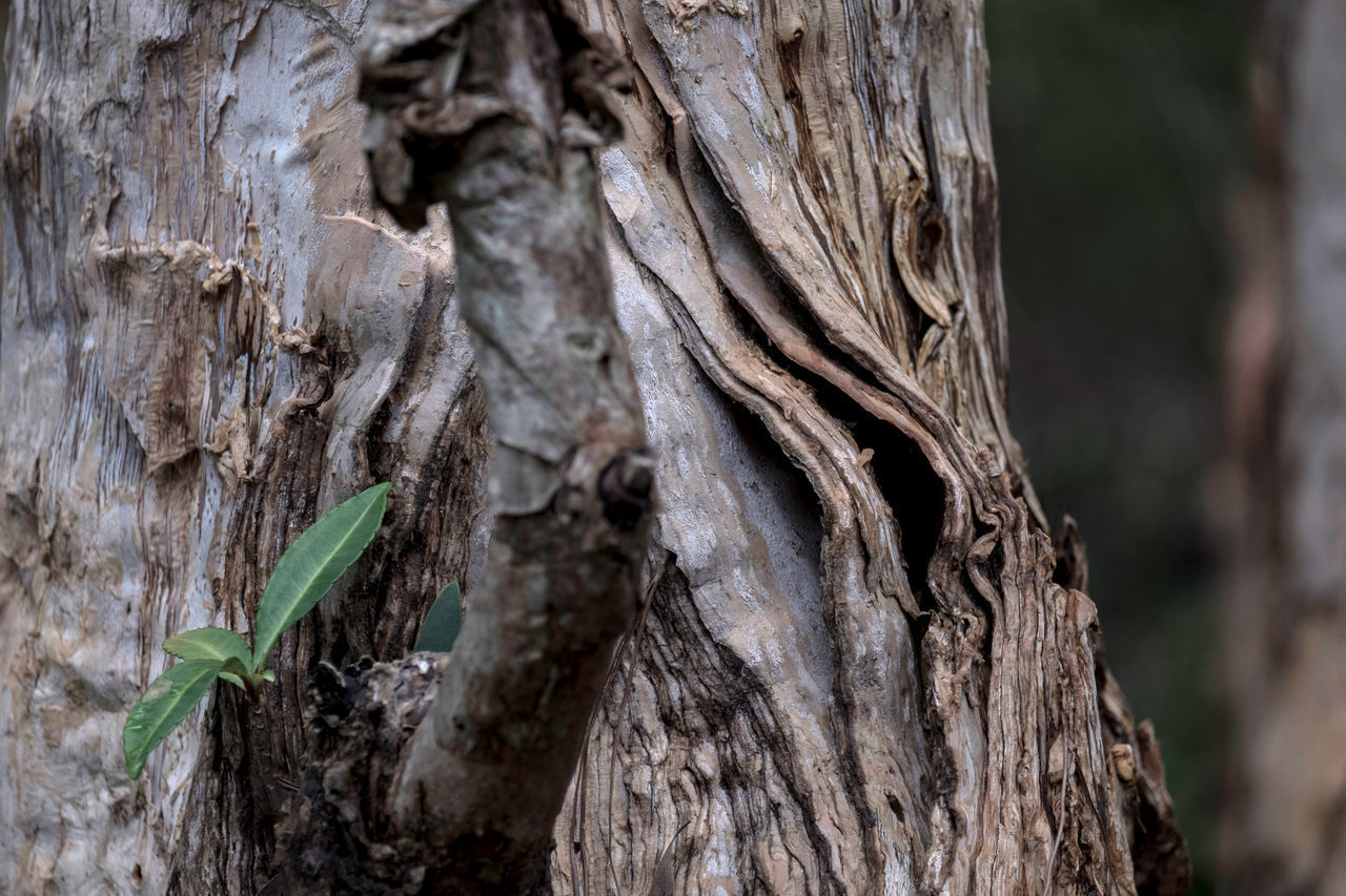 CLOSE-UP OF TREE BARK