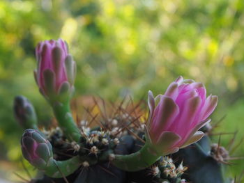 Close-up of pink flowering plant