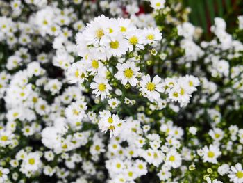 Close-up of white flowering plant