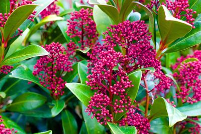 Pink buds in garden