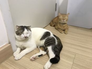 Cats lying down on hardwood floor