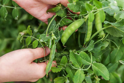 Close-up of hand holding leaves