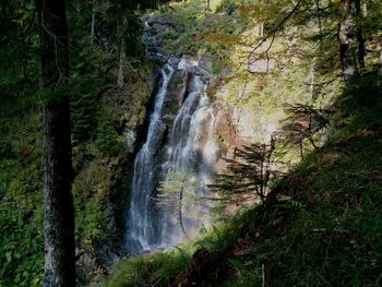 Scenic view of waterfall in forest