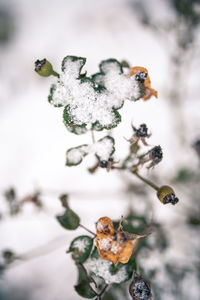 Close-up of ladybug on frozen plant during winter