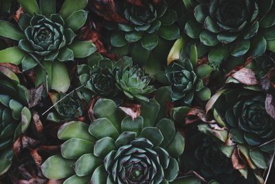 Full frame shot of succulent plant
