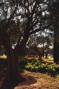 Trees growing on field