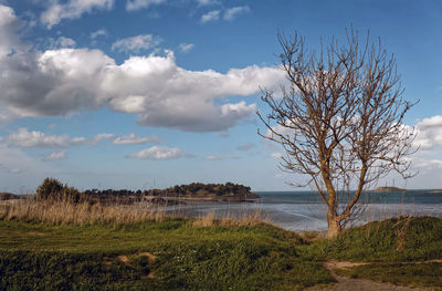 Bare tree by lake against sky